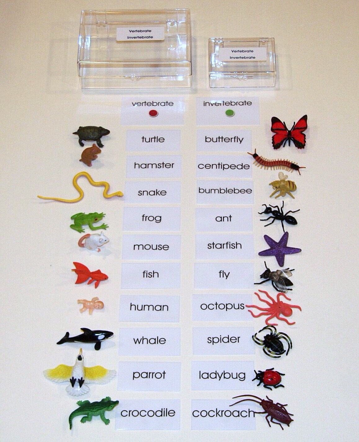 Activity About Vertebrates And Invertebrates