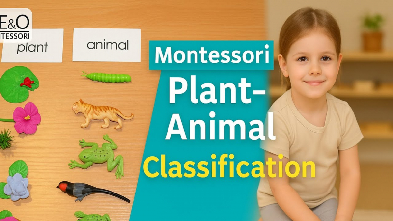 Embedded thumbnail for Plant / Animal Classification