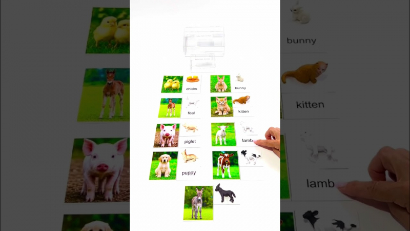 Embedded thumbnail for Baby Farm Animals with Cards