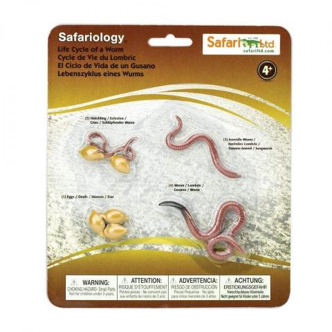 Life Cycle of a Worm | E&O Montessori, US