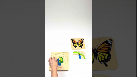 Embedded thumbnail for Growth and Layer Puzzle – Butterfly