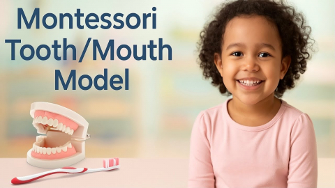 Embedded thumbnail for Tooth/Mouth Model Montessori