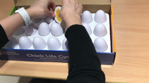 Embedded thumbnail for Chick Life Cycle Exploration