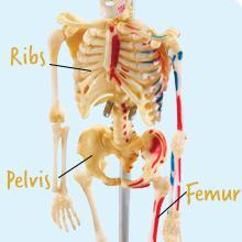 Human Anatomy Model - Skeleton