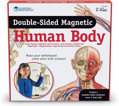Magnetic Human Body