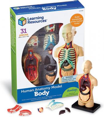 Human Anatomy Model – Body