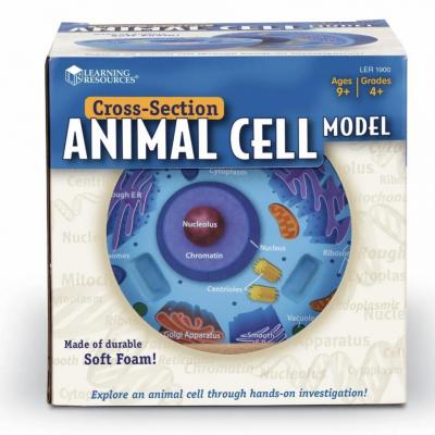 Soft Foam Cross-Section Animal Cell Model