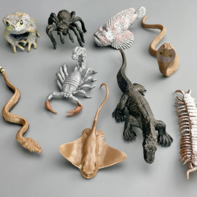 Montessori activity sorting venomous animals by species for science learning