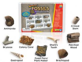 Earth Science - Fossil Collection