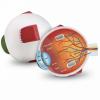 Montessori cross-section eye model showing labeled internal parts