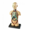 Human Anatomy Model – Body