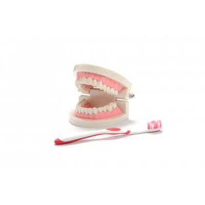 Tooth/Mouth Model Montessori
