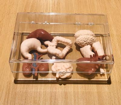  Human Organs Set with Box