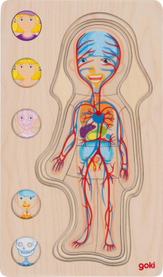 Body Layer Puzzle - Girl