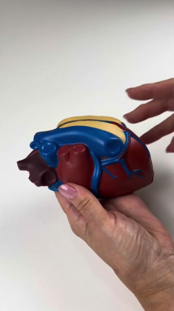 Embedded thumbnail for Soft Foam Cross-Section Human Heart Model